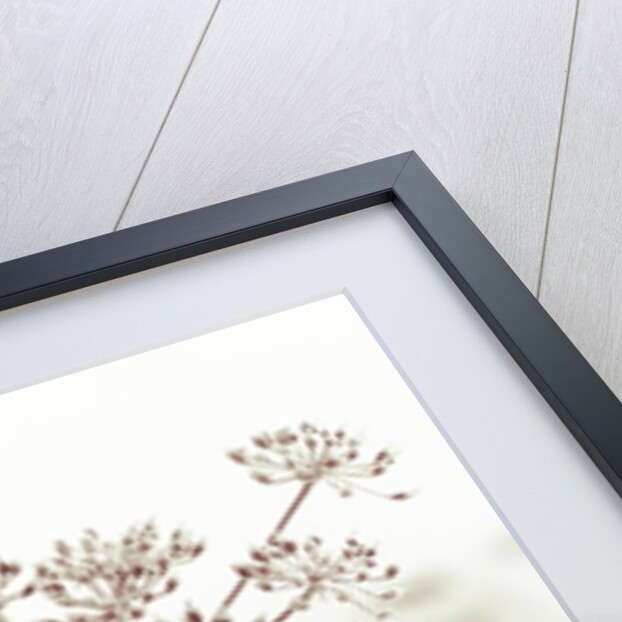 Cow parsley flower by Assaf Frank